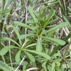 Galium aparine (Goosegrass, Cleavers) at Watson, ACT - 18 Sep 2022 by Steve_Bok