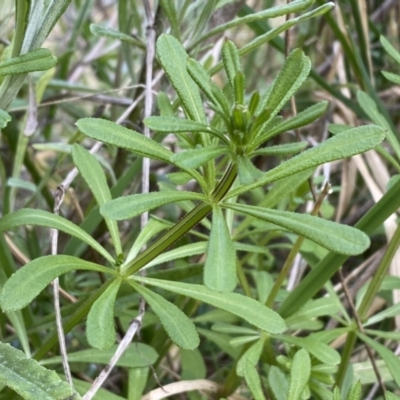 Galium aparine (Goosegrass, Cleavers) at Watson, ACT - 18 Sep 2022 by SteveBorkowskis
