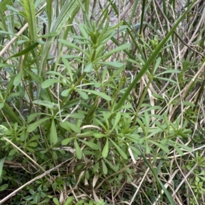 Galium aparine at Watson, ACT - 18 Sep 2022 11:10 AM