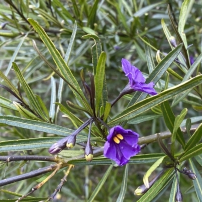 Solanum linearifolium (Kangaroo Apple) at Watson, ACT - 18 Sep 2022 by SteveBorkowskis