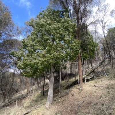 Brachychiton populneus subsp. populneus (Kurrajong) at Watson, ACT - 18 Sep 2022 by SteveBorkowskis