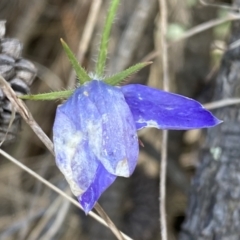 Wahlenbergia stricta subsp. stricta (Tall Bluebell) at Watson, ACT - 18 Sep 2022 by SteveBorkowskis