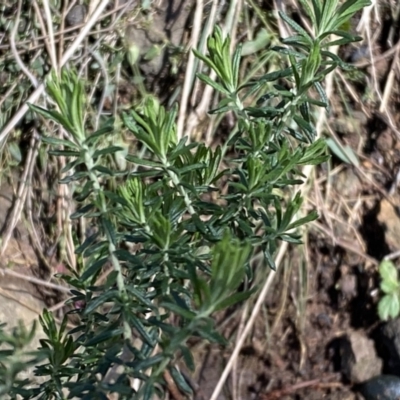 Cassinia aculeata subsp. aculeata (Dolly Bush, Common Cassinia, Dogwood) at Watson, ACT - 18 Sep 2022 by Steve_Bok