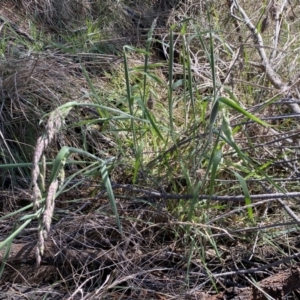 Holcus lanatus at Watson, ACT - 18 Sep 2022