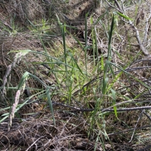 Holcus lanatus at Watson, ACT - 18 Sep 2022