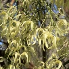 Clematis leptophylla (Small-leaf Clematis, Old Man's Beard) at Watson, ACT - 17 Sep 2022 by Steve_Bok