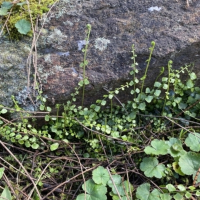 Asplenium flabellifolium (Necklace Fern) at Mount Majura - 17 Sep 2022 by SteveBorkowskis