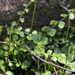 Asplenium flabellifolium at Watson, ACT - 18 Sep 2022 09:54 AM