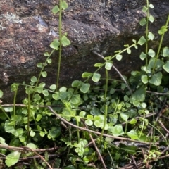 Asplenium flabellifolium at Watson, ACT - 18 Sep 2022 09:54 AM