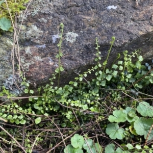 Asplenium flabellifolium at Watson, ACT - 18 Sep 2022 09:54 AM