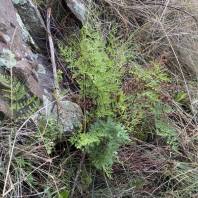 Cheilanthes austrotenuifolia (Rock Fern) at Mount Majura - 17 Sep 2022 by SteveBorkowskis