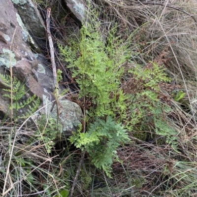 Cheilanthes austrotenuifolia (Rock Fern) at Watson, ACT - 18 Sep 2022 by SteveBorkowskis