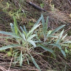 Senecio quadridentatus (Cotton Fireweed) at Watson, ACT - 17 Sep 2022 by Steve_Bok