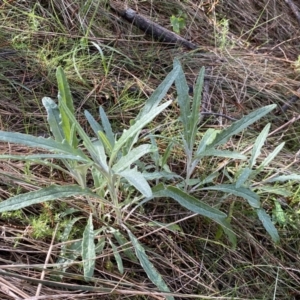 Senecio quadridentatus at Watson, ACT - 18 Sep 2022