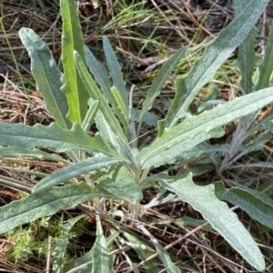 Senecio quadridentatus at Watson, ACT - 18 Sep 2022