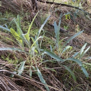 Senecio quadridentatus at Watson, ACT - 18 Sep 2022