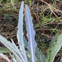 Senecio quadridentatus at Watson, ACT - 18 Sep 2022