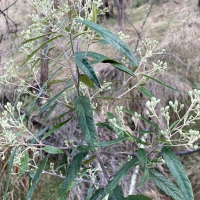 Olearia lirata (Snowy Daisybush) at Watson, ACT - 17 Sep 2022 by Steve_Bok