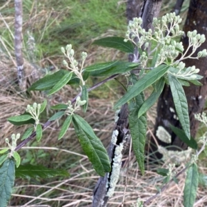 Olearia lirata at Watson, ACT - 18 Sep 2022