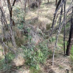 Olearia lirata at Watson, ACT - 18 Sep 2022