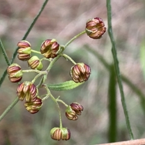 Dodonaea viscosa subsp. angustifolia at Watson, ACT - 18 Sep 2022 09:24 AM