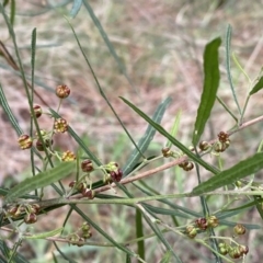 Dodonaea viscosa subsp. angustifolia at Watson, ACT - 18 Sep 2022 09:24 AM