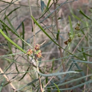 Dodonaea viscosa subsp. angustifolia at Watson, ACT - 18 Sep 2022 09:24 AM