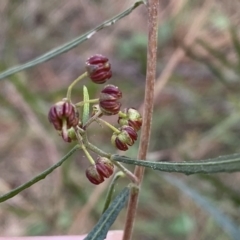 Dodonaea viscosa subsp. angustifolia at Watson, ACT - 18 Sep 2022 09:24 AM