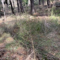 Dodonaea viscosa subsp. angustifolia at Watson, ACT - 18 Sep 2022 09:24 AM