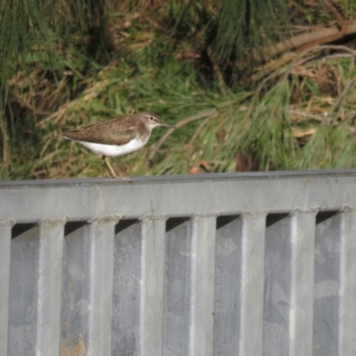 Actitis hypoleucos (Common Sandpiper) at Lake Tuggeranong - 18 Sep 2022 by TomW