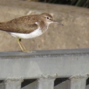 Actitis hypoleucos at Greenway, ACT - 18 Sep 2022 04:12 PM