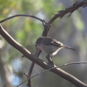 Petroica boodang at Carwoola, NSW - 25 Jun 2022