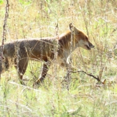 Vulpes vulpes (Red Fox) at Stony Creek Nature Reserve - 25 Jun 2022 by TomW