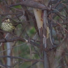 Pyrrholaemus sagittatus (Speckled Warbler) at Jerrabomberra, ACT - 4 Jun 2022 by TomW