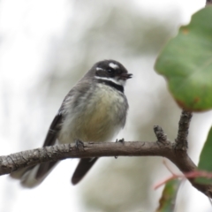 Rhipidura albiscapa (Grey Fantail) at Red Hill, ACT - 20 Aug 2022 by BenW