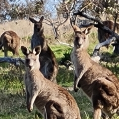 Macropus giganteus (Eastern Grey Kangaroo) at Jerrabomberra, ACT - 18 Sep 2022 by Mike