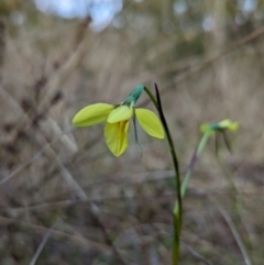 Diuris chryseopsis (Golden Moth) at Molonglo Valley, ACT - 18 Sep 2022 by Rebeccajgee