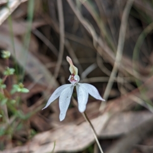 Caladenia fuscata at Molonglo Valley, ACT - suppressed