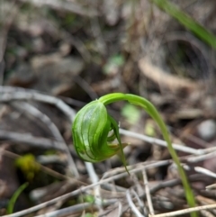 Pterostylis nutans at Molonglo Valley, ACT - 18 Sep 2022