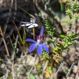 Cyanicula caerulea at Bruce, ACT - 18 Sep 2022