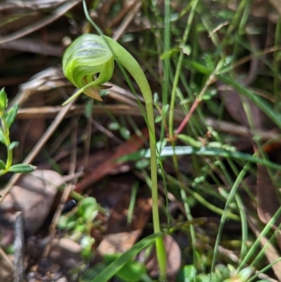Pterostylis nutans (Nodding Greenhood) at Molonglo Valley, ACT - 18 Sep 2022 by Rebeccajgee