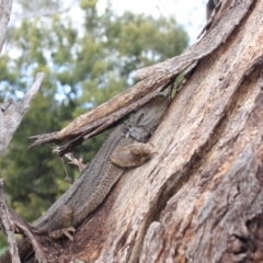 Pogona barbata (Eastern Bearded Dragon) at Mount Ainslie - 18 Sep 2022 by DavidForrester