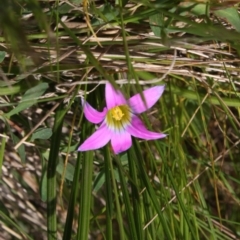 Romulea rosea var. australis (Onion Grass) at Mount Ainslie - 18 Sep 2022 by DavidForrester