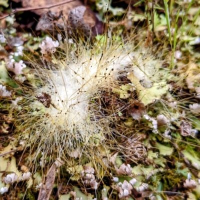 Mucorales (Pin moulds) at Myall Park, NSW - 17 Sep 2022 by HelenCross