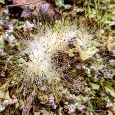 Mucorales at Myall Park, NSW - 17 Sep 2022 by HelenCross