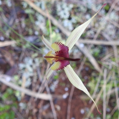 Caladenia stellata (Starry Spider Orchid) at Myall Park, NSW - 17 Sep 2022 by HelenCross