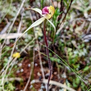 Caladenia stellata at suppressed - 17 Sep 2022