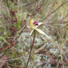 Caladenia stellata at suppressed - 17 Sep 2022