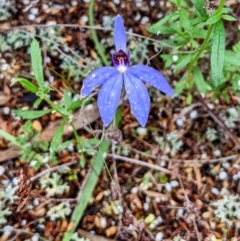 Cyanicula caerulea (Blue Fingers, Blue Fairies) at Myall Park, NSW - 17 Sep 2022 by HelenCross