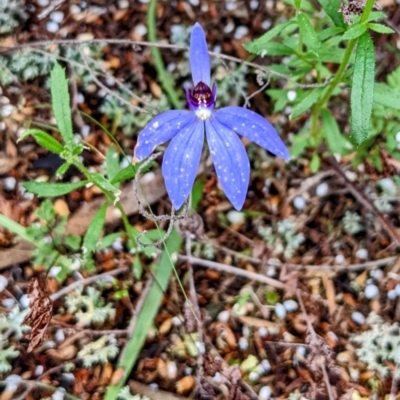 Cyanicula caerulea (Blue Fingers, Blue Fairies) at Myall Park, NSW - 17 Sep 2022 by HelenCross